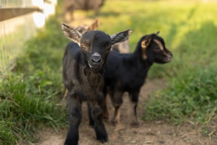 How a Gentle Guardian Dog Instantly Won Over the Farm’s Newborn Infant