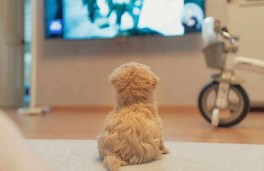 Cozy Up With Your Canine: Why Dog Movies Make the Best Bonding Nights