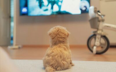 Cozy Up With Your Canine: Why Dog Movies Make the Best Bonding Nights