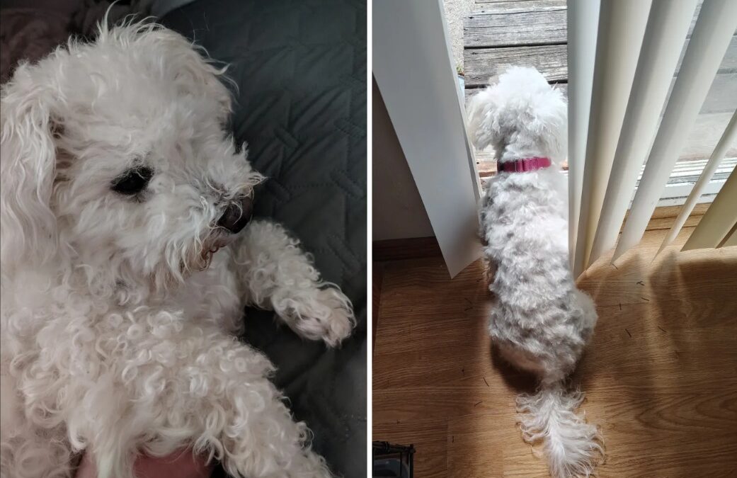 Locked Away Too Long: How One Rescue Dog Finally Got Her Best Life