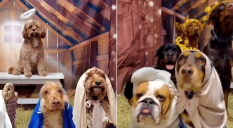 When a Group of Dogs in Full Costume Became a Festive Christmas Nativity Cast