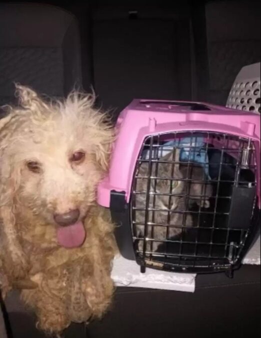 The Emotional Moment Noodle the Severely Matted Dog Wagged His Tail at Rescuers
