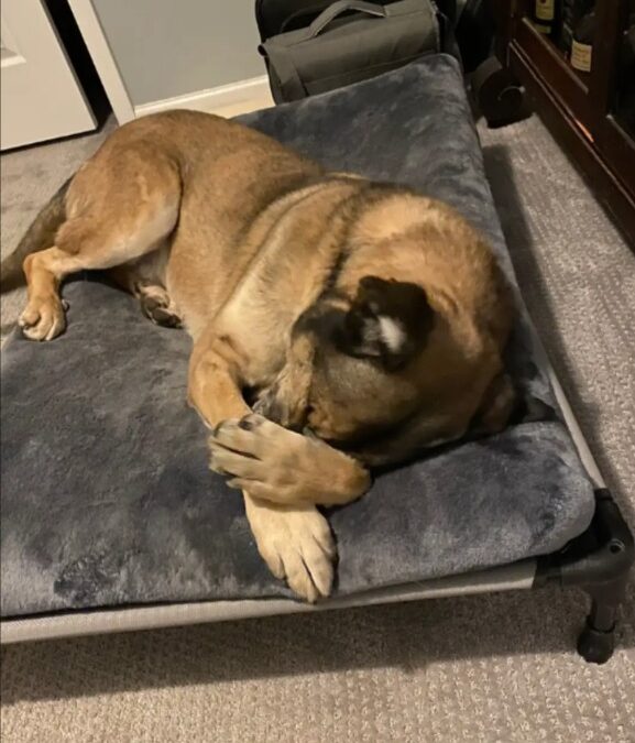 Why This Dog’s First Night in a Human Bed Captured Hearts Everywhere