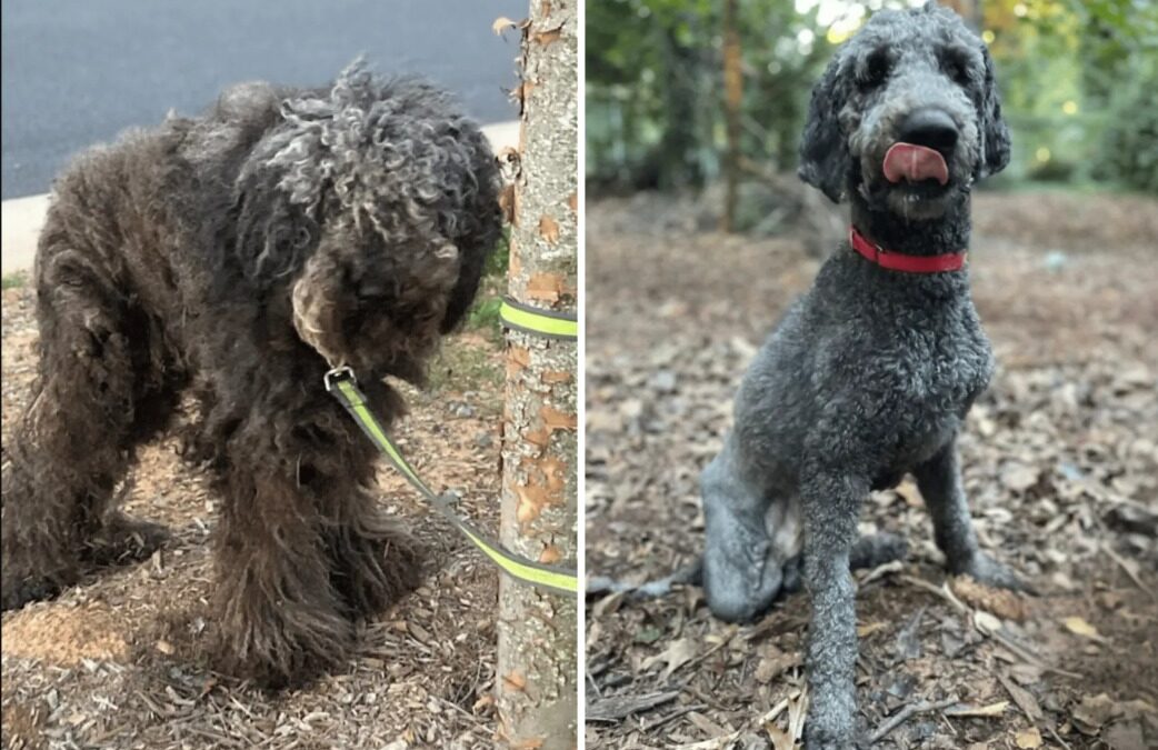 Abandoned Dog Tied to Tree Loses a Leg Then Finds Loving Family