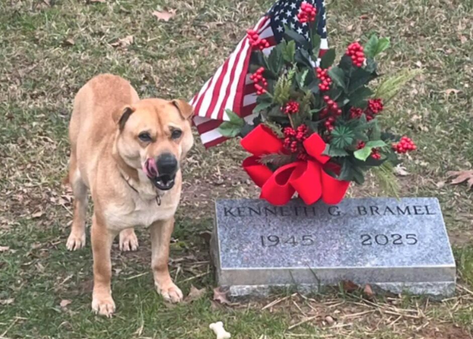 The Mystery Stray Dog Who Visited the Same Grave Every Day Finally Finds a Forever Home