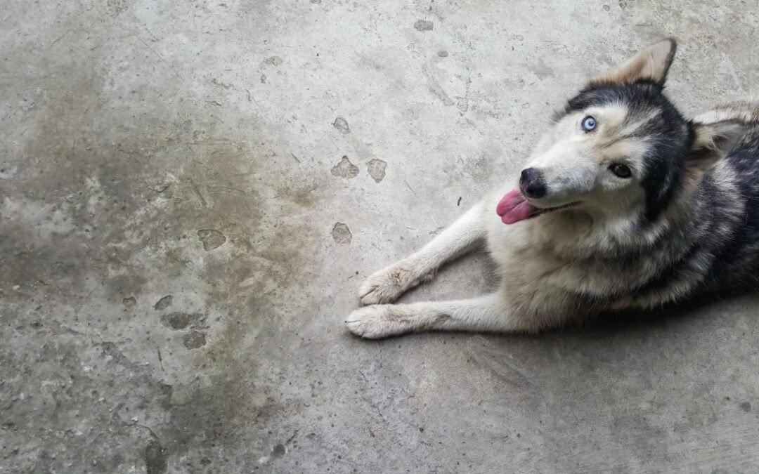 The Inspiring Transformation of Peggy the Three‑Legged Husky Puppy After Adoption
