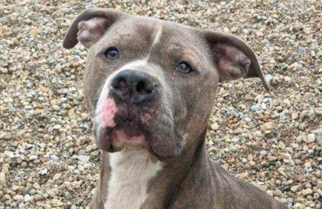 Four Years Alone and Still Hopeful: How One Shelter Dog’s Story Is Inspiring a Community to Rally for Love