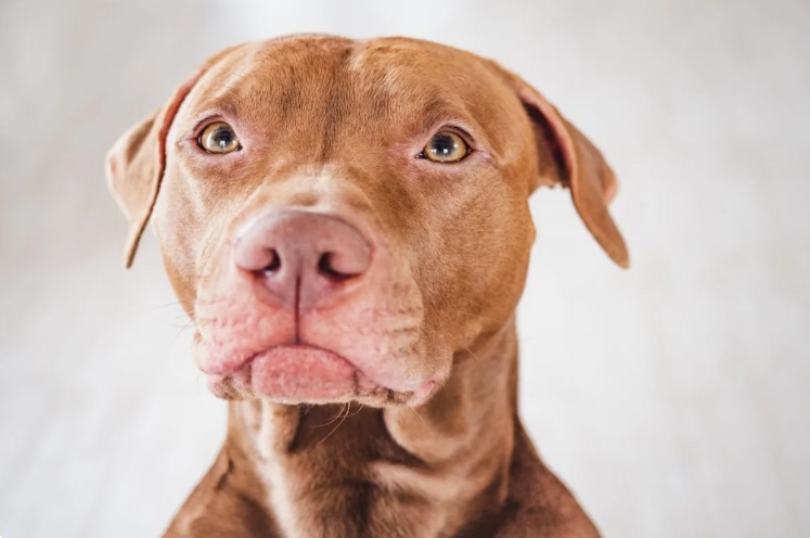 Her Eyes Told the Story — How One Pit Bull’s Sweet Spirit Won Hearts