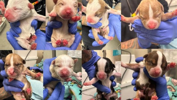 How a Good Samaritan’s Quick Action Saved Newborn Puppies Abandoned in a Shopping Cart