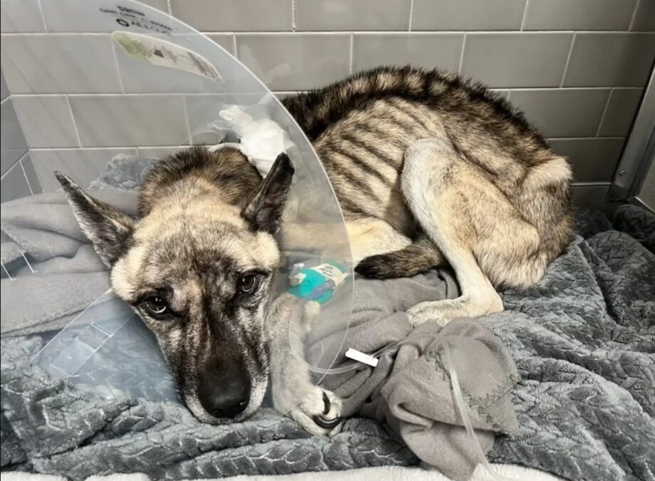 Starving and Near Death — This Dog’s Stunning Comeback Will Move You