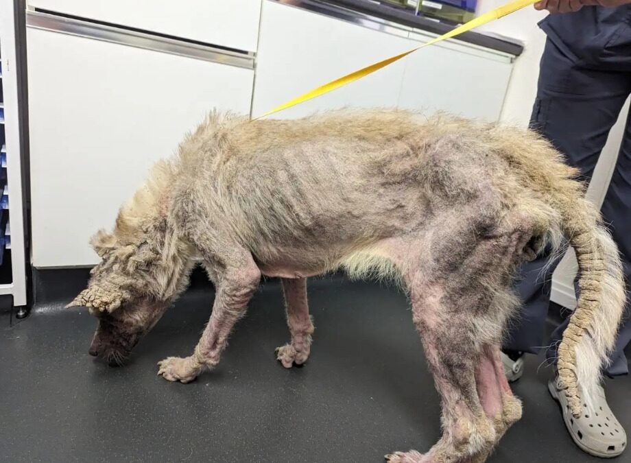 From Invisible Under Scabs to Unrecognizable and Loved: Lola’s Incredible Rescue Journey