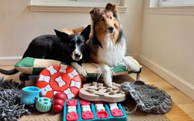 Unveiling the Hidden Journey Inside Your Dog: How Their Digestive System Really Works