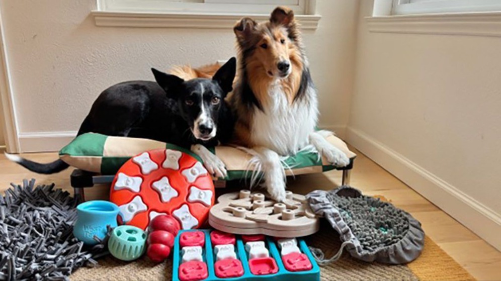 Unlock Their Best Life: How Enrichment Activities Transform Your Dog From Bored to Brilliant