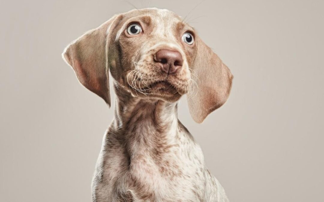 When a Weimaraner Meets Beastie Boys — The Internet Can’t Get Over It