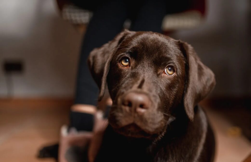 Shy Rescue Dog Finally Trusts Her Mom — and the Moment Is Beautiful