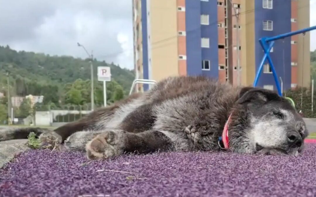 From Lonely Stray to Beloved Community Mascot: Roger’s Tennis Court Journey
