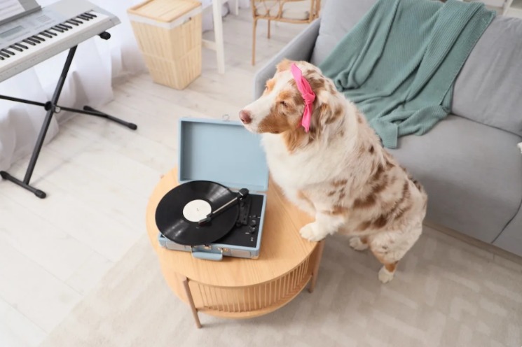 From Shelter Unknown to Coffee Table Climber: Axel’s Adorable First Day at Home