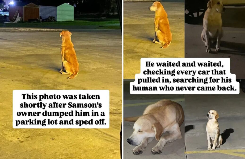 Dog Dumped in Parking Lot Waits Patiently for Return — Then a Stranger Changes Everything