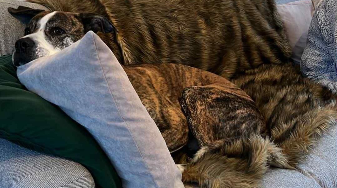 After Almost 730 Days in Rescue Care, This Big Dog Finally Got His Family