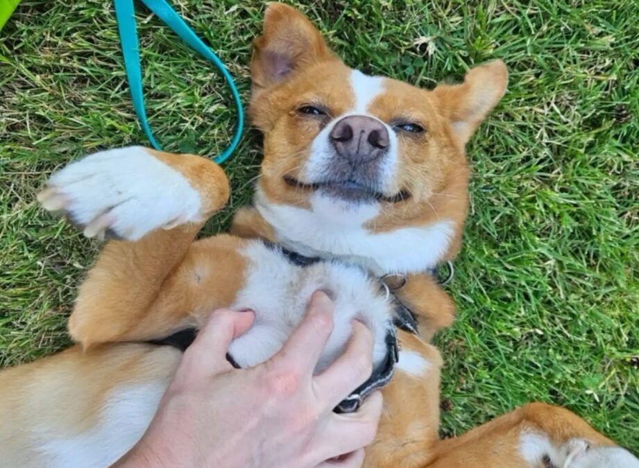 The Heartfelt Goodbye Party Where a Beloved Rescue Dog Got to Share Joy and Treats