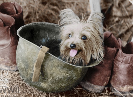 The Incredible Tale of Smoky the Yorkie — Soldier, Hero, and First Therapy Dog
