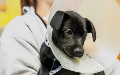 Why Spaying and Neutering Your Pet Is One of the Most Responsible Choices You Can Make