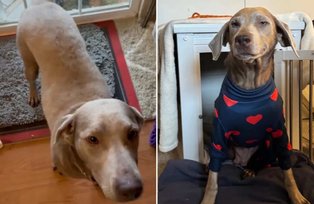 From the Euthanasia List to a Second Chance at Life: Stella’s Miraculous Rescue Story