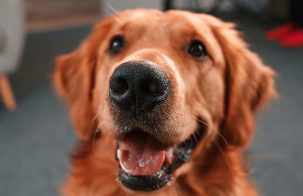 How a 70-Pound Golden Retriever Refuses to Start His Day Without Morning Mom Cuddles