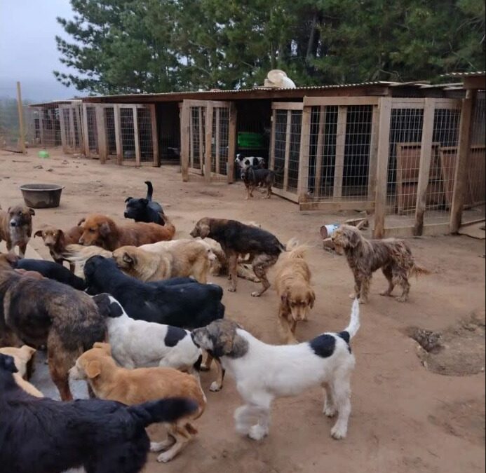 The Final Whisper: How One Woman Turned Her Heartbreak into a Sanctuary for Senior Dogs