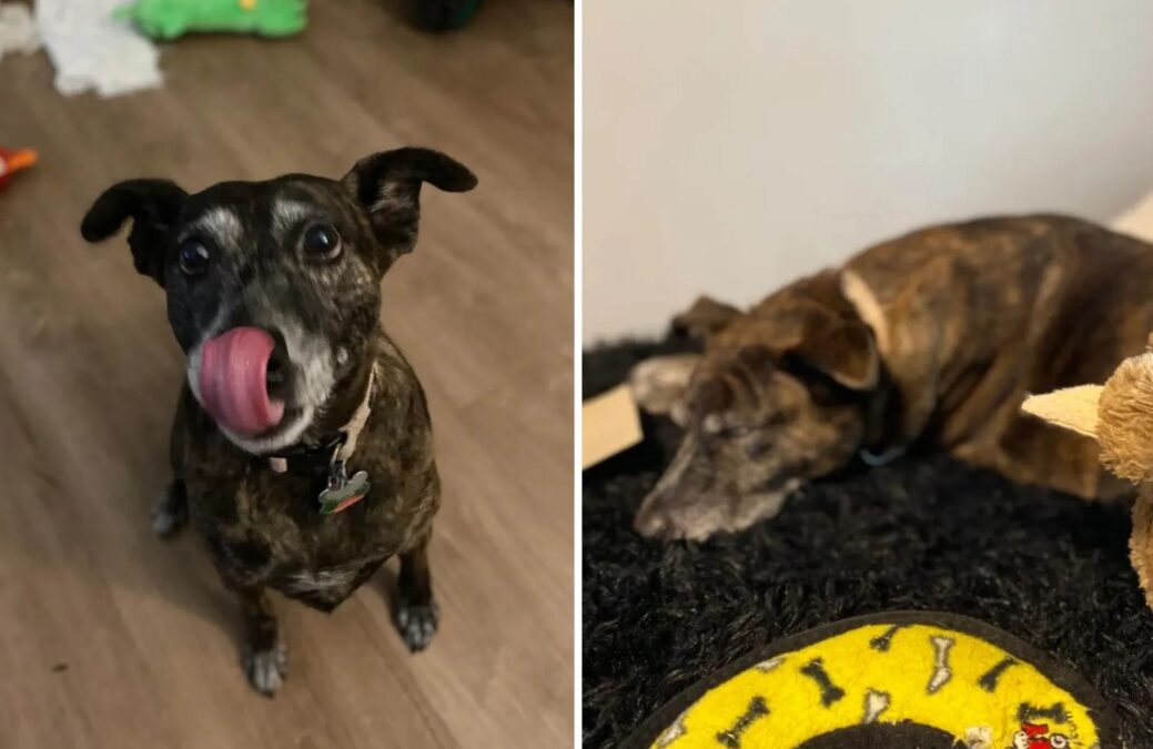 From Client Care to Family Member: A Dog Walker’s Promise That Changed One Dog’s Life