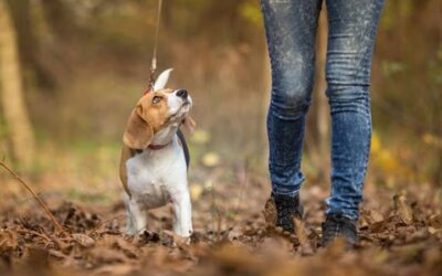 The Invisible Bond: Teaching Your Dog to Choose You When Everything Else Is More Interesting