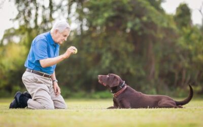 Beyond Sit and Stay: Mastering Advanced Dog Tricks That Wow Everyone