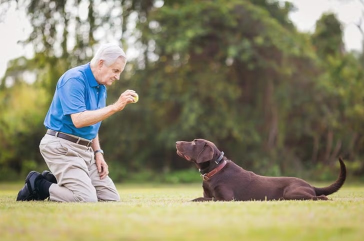 Beyond Sit and Stay: Mastering Advanced Dog Tricks That Wow Everyone