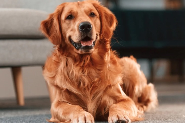 Pure Joy in Four Legs: A Dog’s Emotional Reaction to His Newborn Sibling