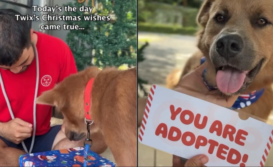 From Life on the Streets in Thailand to a Caring Family and Happy Future