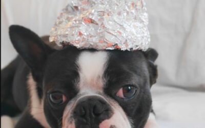 Creative, Affordable Ways to Snap Adorable Valentine’s Pics With Your Dog