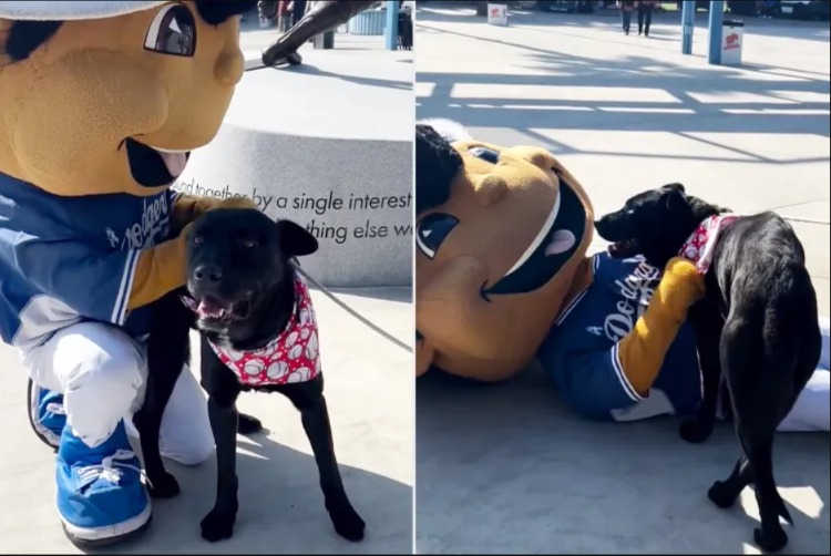 After Adoption Event Success, Only One Dog Needed a Little Love