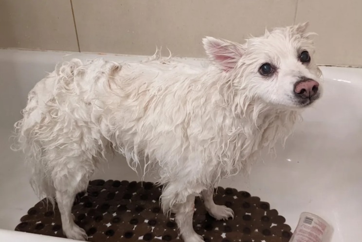 How a Scared Rescue Dog’s First Foster Bath Changed Her Life