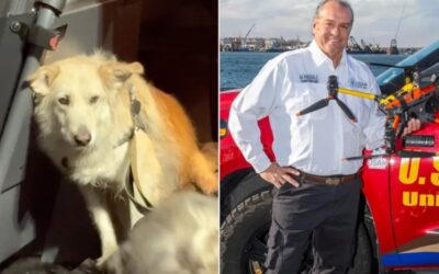 Lost on the New Jersey Turnpike, a Rescue Dog’s Journey Took an Unbelievable Turn