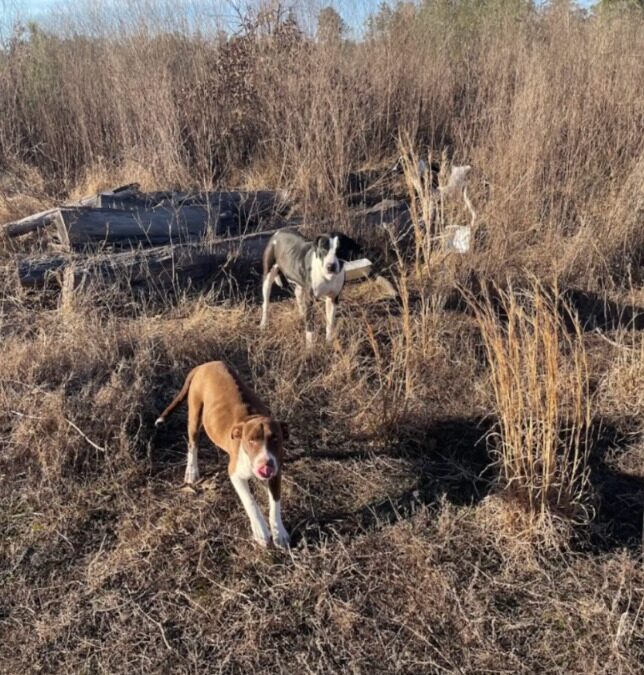 Follow the Dogs… Find the Miracle