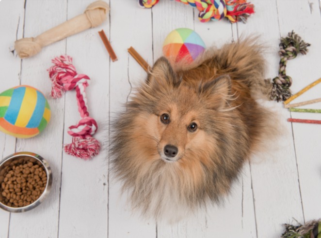 Live With Pets and Keep a Curated, Stylish Home: Here’s How