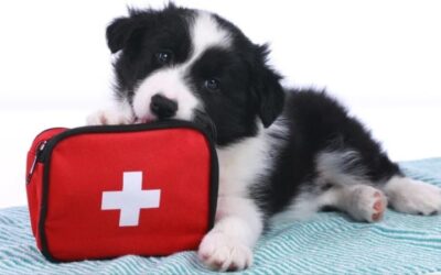 Every Pet Owner’s Guide to Saving Lives: Essential Pet First Aid Tips