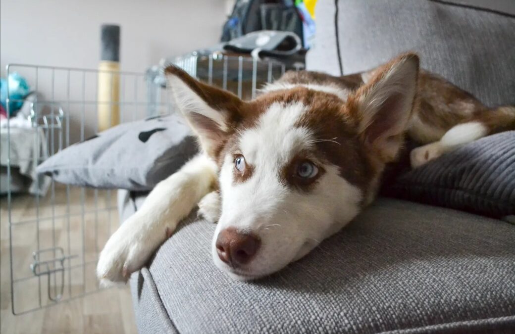 This Rescue Dog’s “Command” Is Couch Time Only