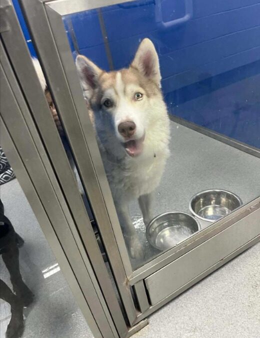 Back at the Shelter but Full of Love: Appa’s Story of Hope