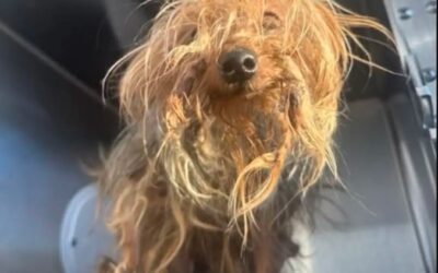 Thrown Down a Trash Chute Yet Still Trusting — A Dog’s Incredible Spirit