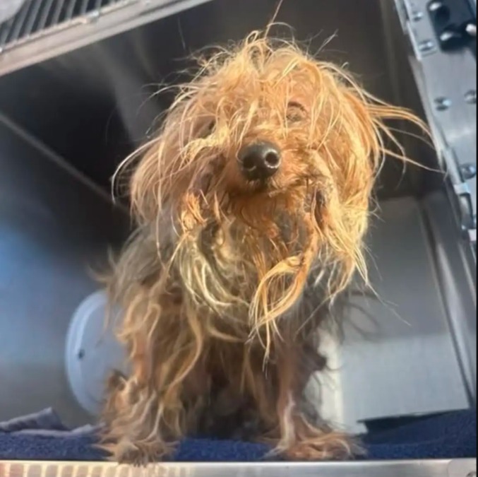 Thrown Down a Trash Chute Yet Still Trusting — A Dog’s Incredible Spirit