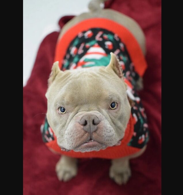 The Shelter Dogs Who Turned a Dog Door Into Internet Gold