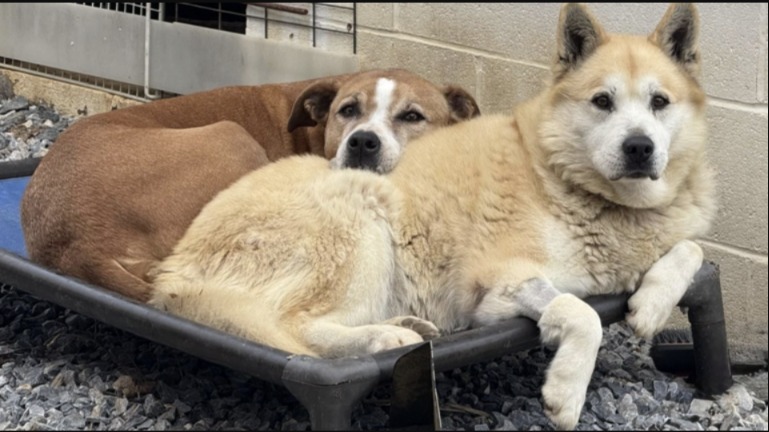 Buddy & Bandit: Two Best Friends Searching for a New Home — Together