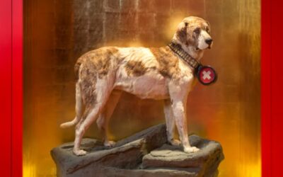 Barry the St. Bernard: Switzerland’s Legendary Hero Dog