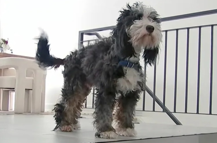 Lost in a Snowstorm, Benji the Bernedoodle Is Found by Thermal Drone